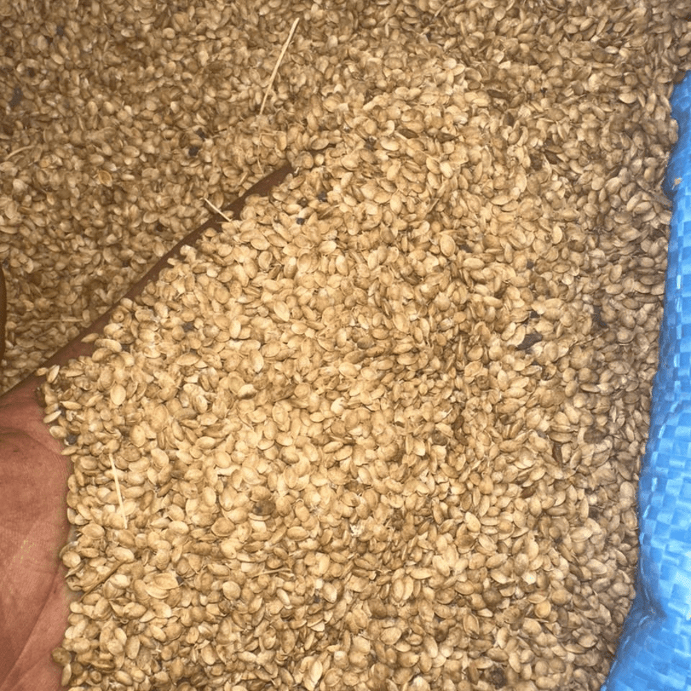 Zroda Mahaleb – Graines de Mahaleb Aromatiques - nilabeautys.com