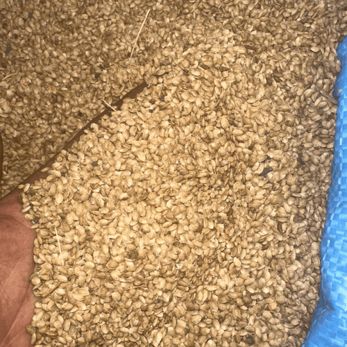 Zroda Mahaleb – Graines de Mahaleb Aromatiques - nilabeautys.com