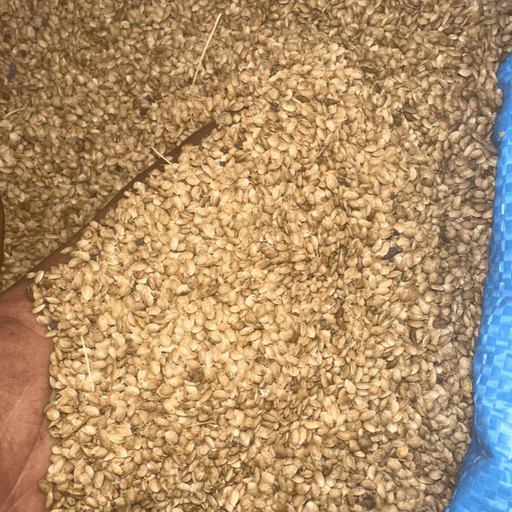 Zroda Mahaleb – Graines de Mahaleb Aromatiques - nilabeautys.com